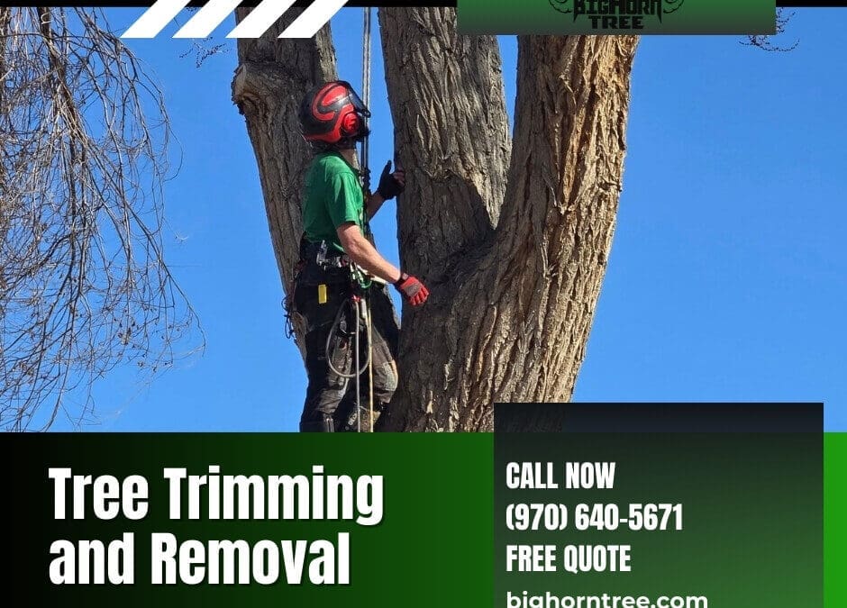 Tree Trimming and Removal: Essential Tree Care Services in Grand Junction, CO