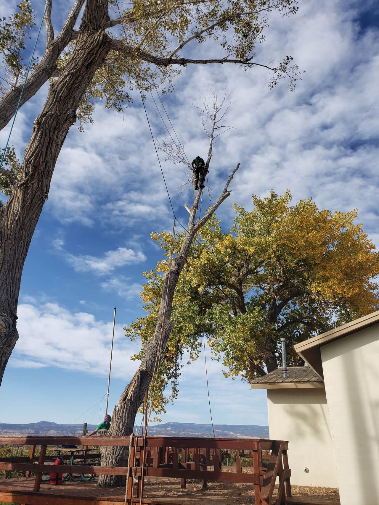 Arborist and Tree Care Services