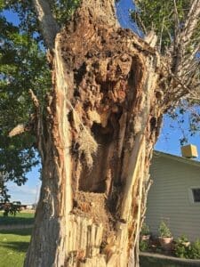 Elm Tree Removal Grand Junction