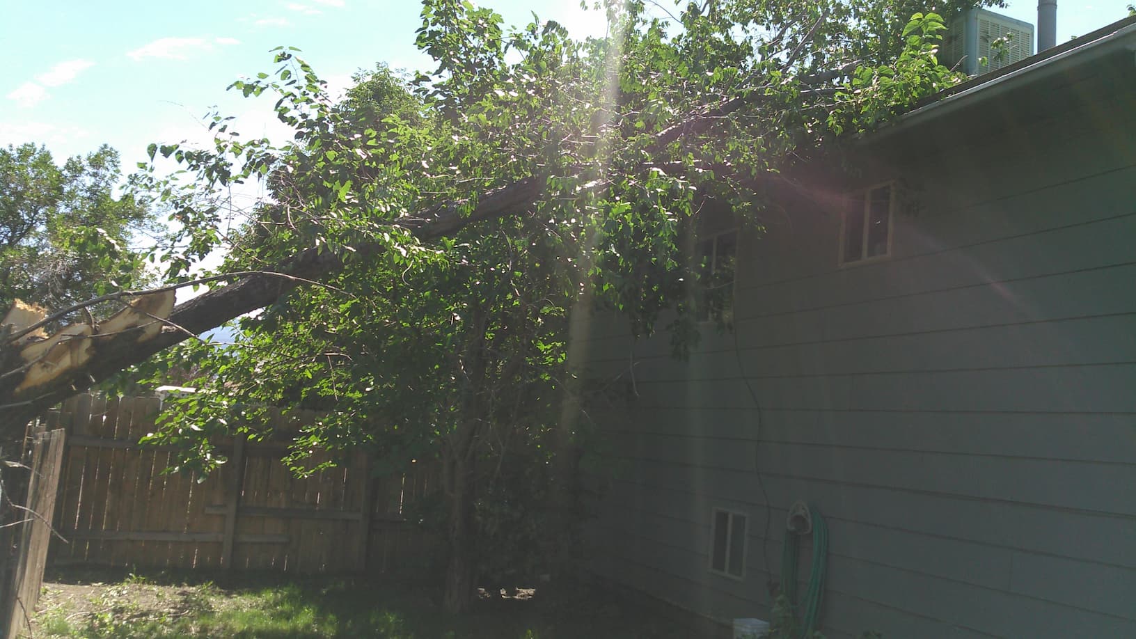Tree on a house in Grand Junction