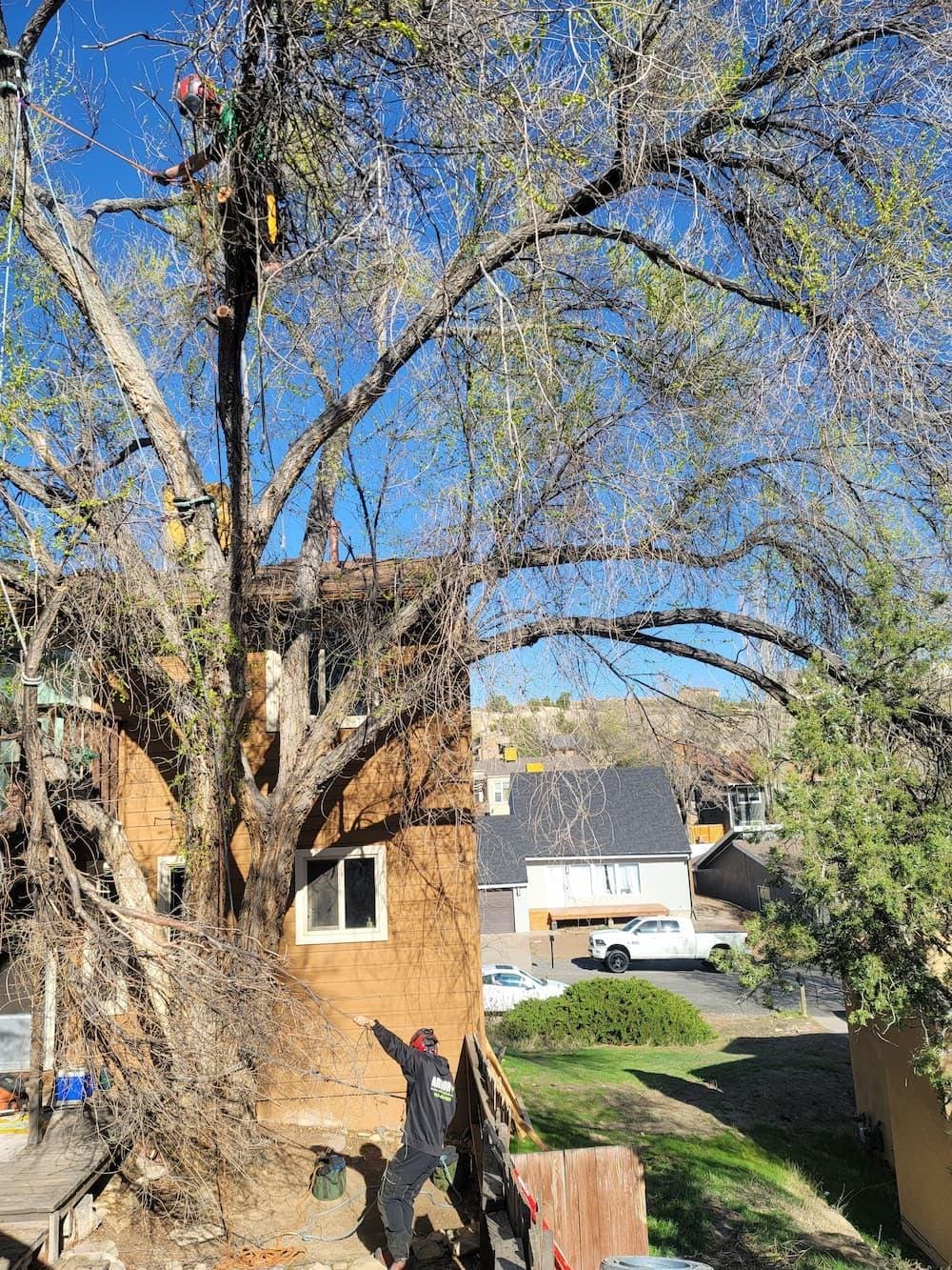 Big Horn Tree Service offers highly effective, targeted pest management solutions