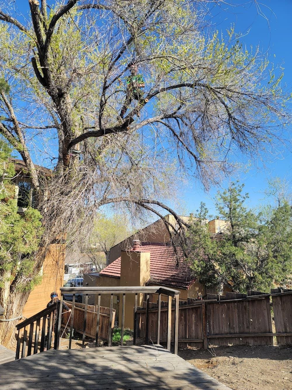 Deciding whether to save or remove an ash tree requires a professional