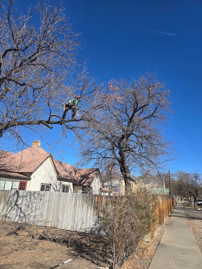 CO Grand Junction - Tree Trimming Service
