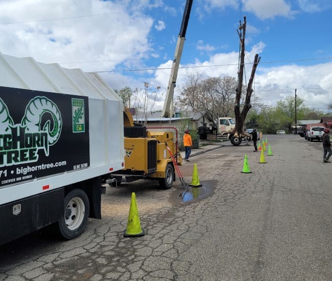 Tree Services Grand Junction CO