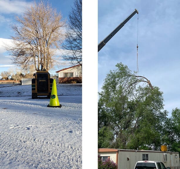 Tree Trimming Removal Grand Junction