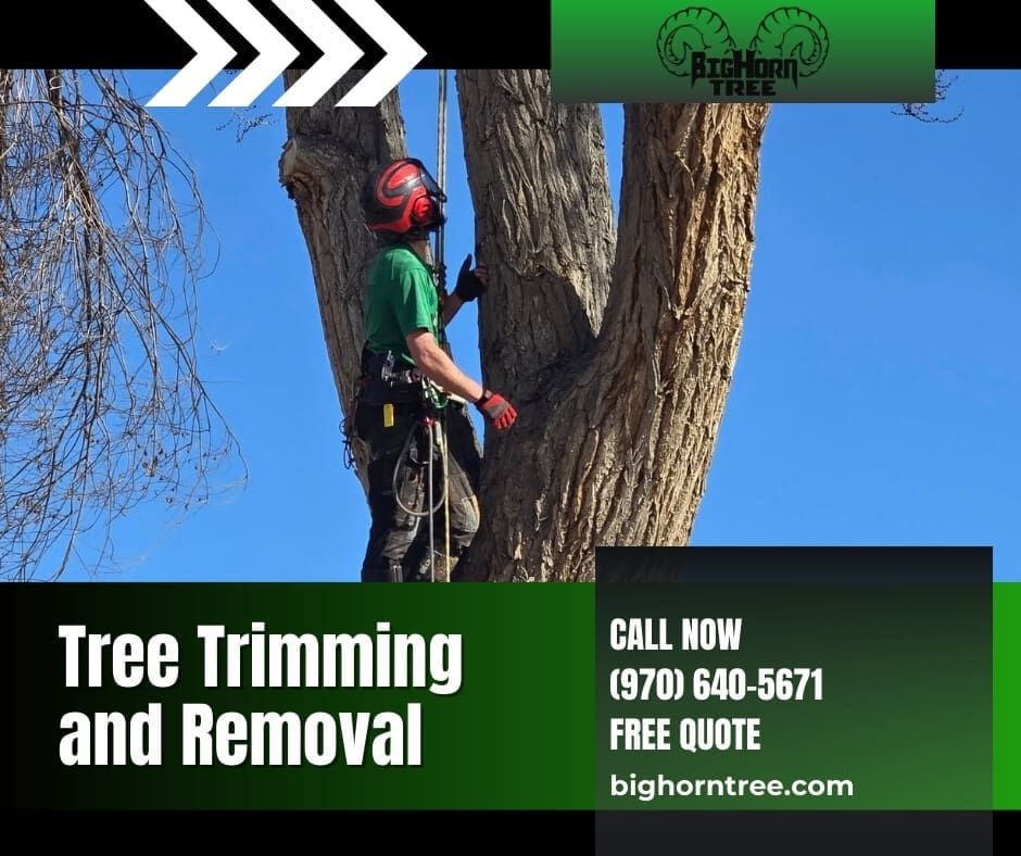 Tree Trimming and Removal Tree Trimming and Removal