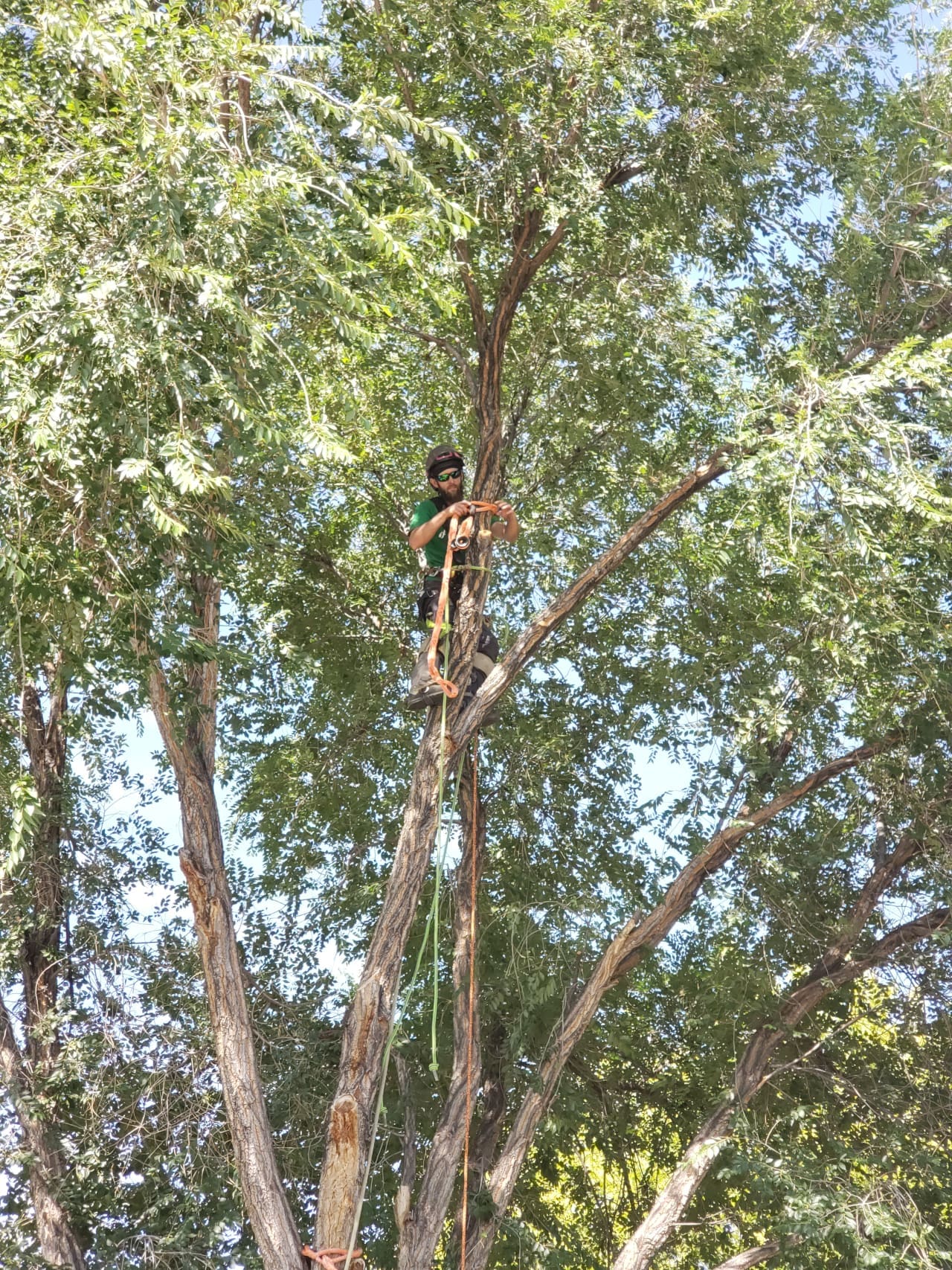 Tree Pruning Services