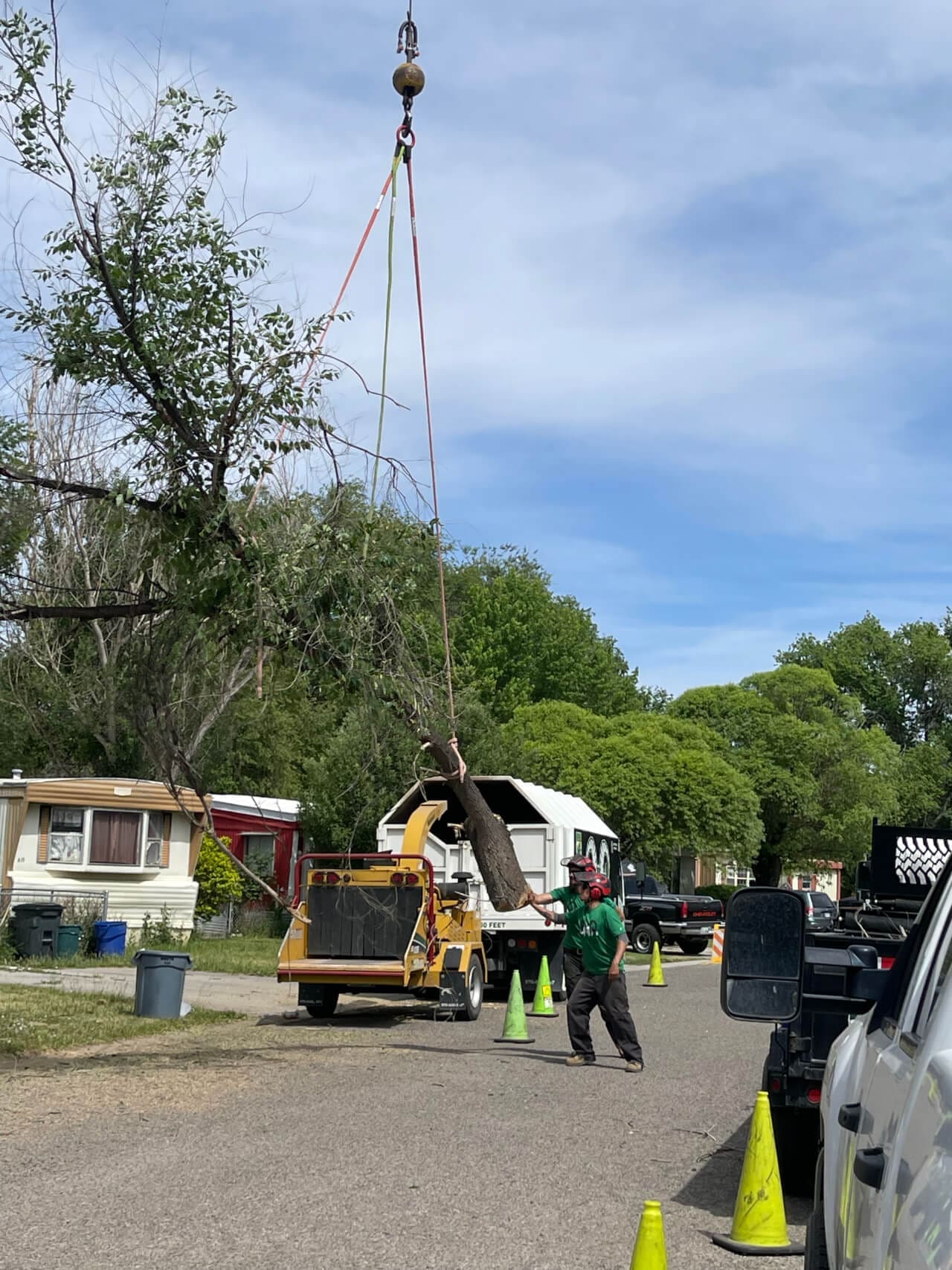 Tree Removal Grand Junction