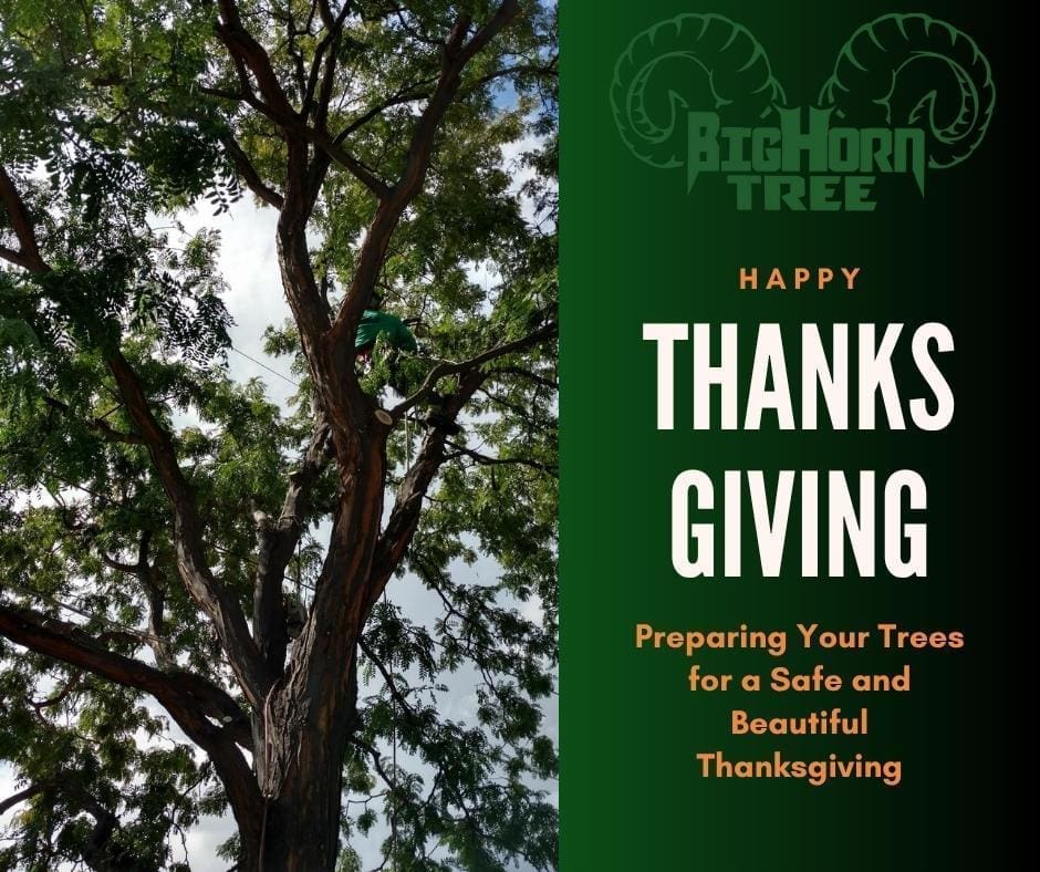 As Thanksgiving approaches, it’s time to start preparing for a holiday season filled with family gatherings, good food, and cherished memories. While many focus on preparing the meal and decorating the home, one important aspect that can sometimes be overlooked is the safety and aesthetics of your outdoor space.