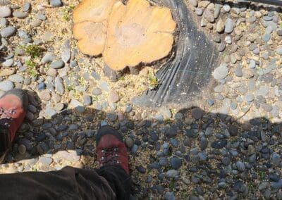 Tree Removal in Grand Junction